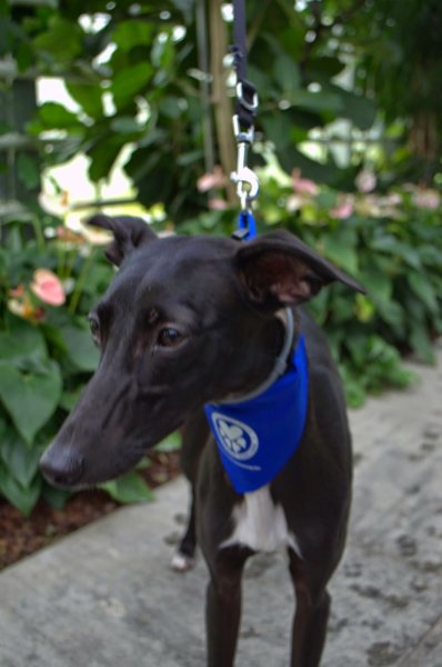 kiskutya az orchideák között