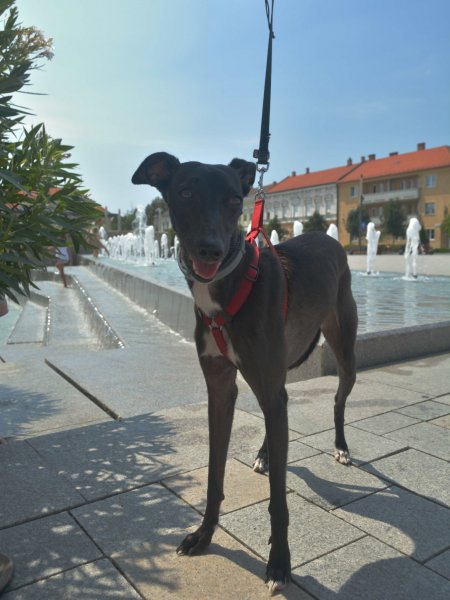 Nyurga Keszthelyen nyaral