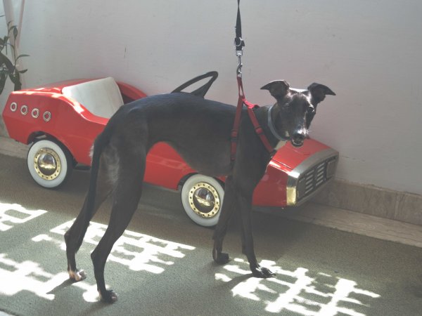 Nyurga a játékmúzeumban