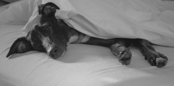 Fáradt kutya a jó kutya!